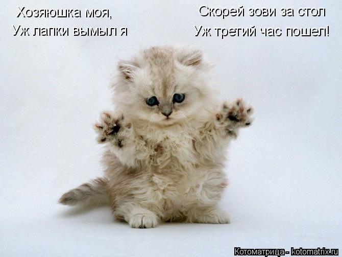 Котоматрица: Хозяюшка моя, Уж лапки вымыл я Скорей зови за стол Уж третий час пошел!