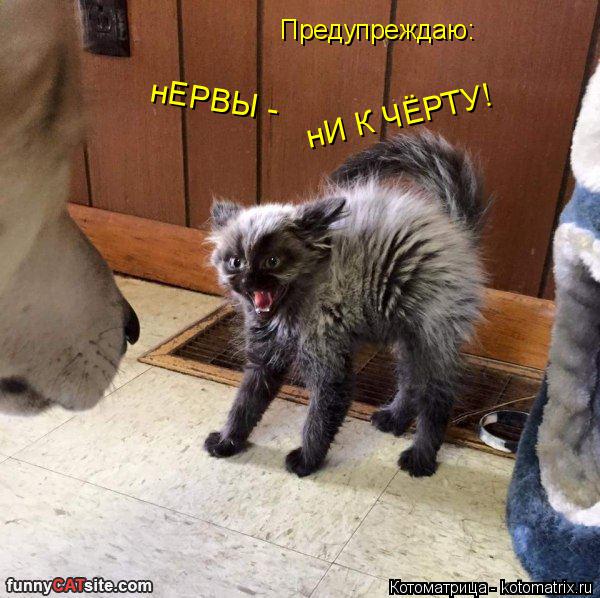 Предупреждаю: нЕРВЫ - нИ К ЧЁРТУ!... Котоматрица: Предупреждаю: нЕРВЫ - нИ К ЧЁРТУ!