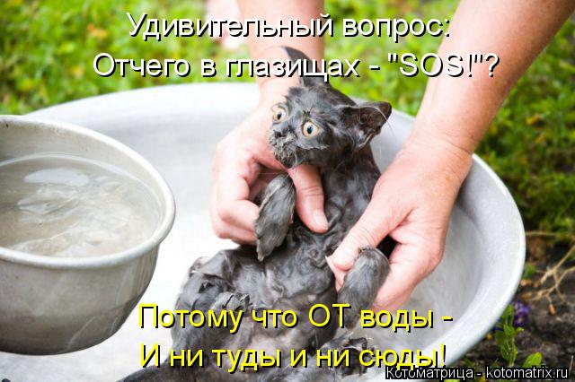 Котоматрица: Удивительный вопрос: Отчего в глазищах - "SOS!"? Потому что ОТ воды - И ни туды и ни сюды!