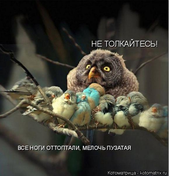 НЕ ТОЛКАЙТЕСЬ! ВСЕ НОГИ ОТТОПТАЛИ, МЕЛОЧЬ ПУЗАТАЯ... Котоматрица: НЕ ТОЛКАЙТЕСЬ! ВСЕ НОГИ ОТТОПТАЛИ, МЕЛОЧЬ ПУЗАТАЯ