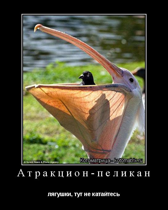 Атракцион-пеликан лягушки, тут не катайтесь... Котоматрица: Атракцион-пеликан лягушки, тут не катайтесь