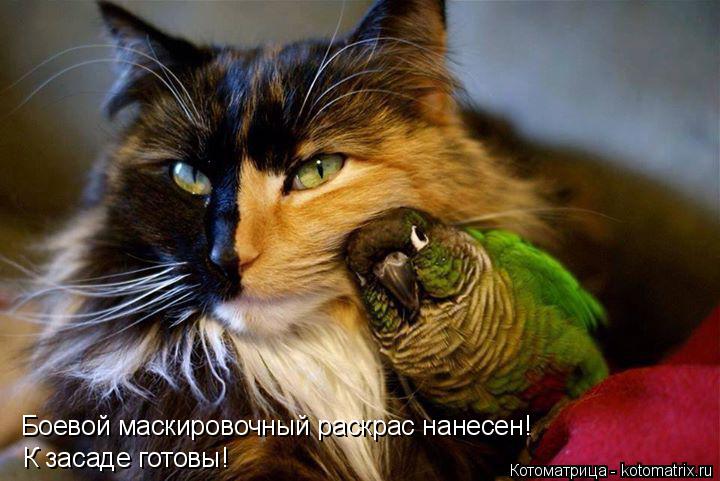 Боевой маскировочный раскрас нанесен! К засаде готовы!... Котоматрица: Боевой маскировочный раскрас нанесен! К засаде готовы!