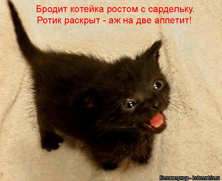 Котоматрица: Бродит котейка ростом с сардельку. Ротик раскрыт - аж на две аппетит!