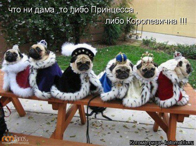 что ни дама ,то либо Принцесса , либо Королевична !!!... Котоматрица: что ни дама ,то либо Принцесса , либо Королевична !!!