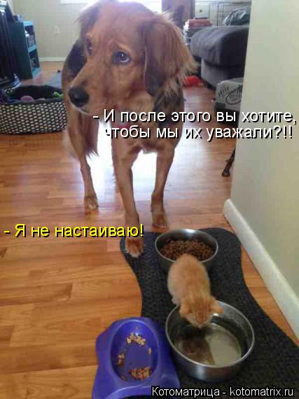 Котоматрица: - И после этого вы хотите, чтобы мы их уважали?!! - Я не настаиваю!