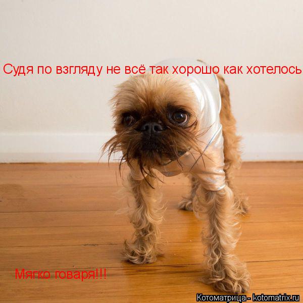 Судя по взгляду не всё так хорошо как хотелось!!! Мягко говаря!!!... Котоматрица: Судя по взгляду не всё так хорошо как хотелось!!! Мягко говаря!!!