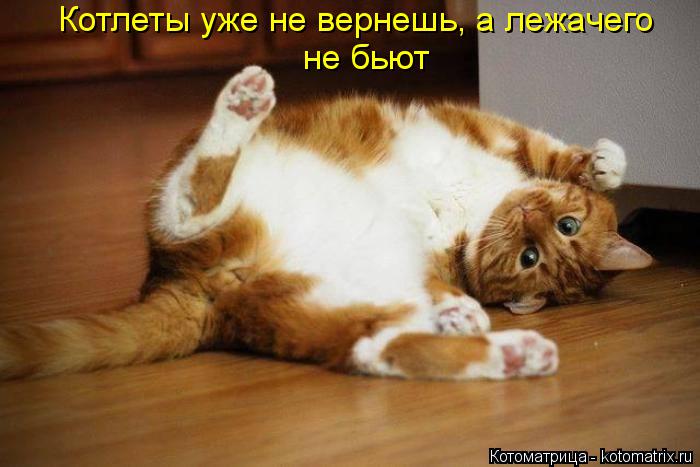 Котоматрица: Котлеты уже не вернешь, а лежачего не бьют