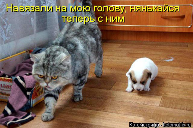 Навязали на мою голову, нянькайся теперь с ним... Котоматрица: Навязали на мою голову, нянькайся теперь с ним