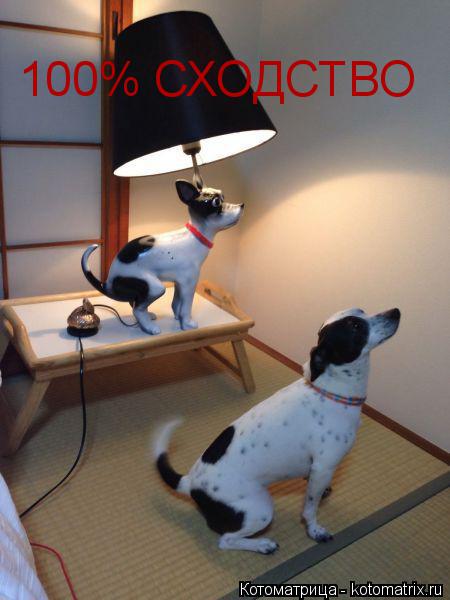 Котоматрица: 100% СХОДСТВО
