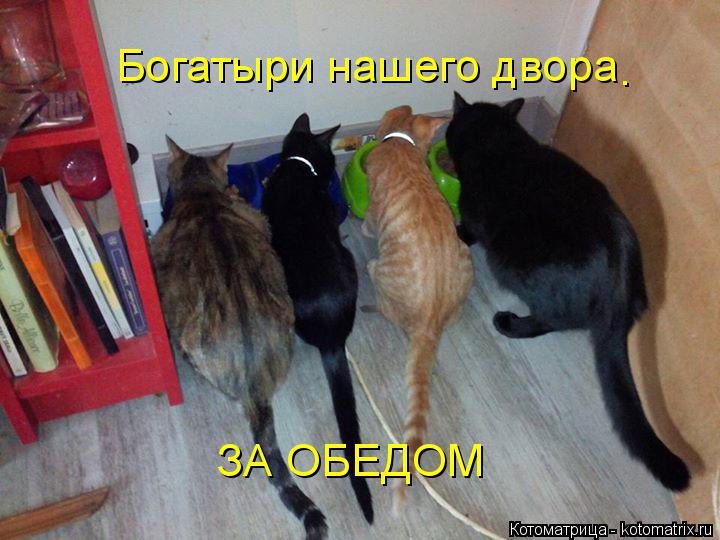 Котоматрица: Богатыри нашего двора . ЗА ОБЕДОМ