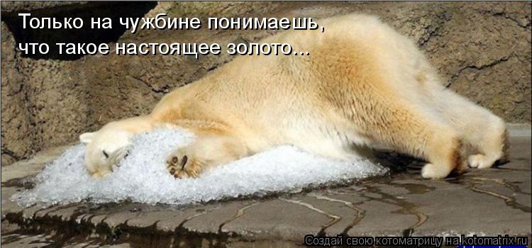 Только на чужбине понимаешь, что такое настоящее золото...... Котоматрица: Только на чужбине понимаешь, что такое настоящее золото...