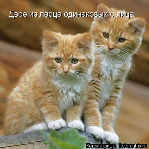 Котоматрица: Двое из ларца одинаковых с лица