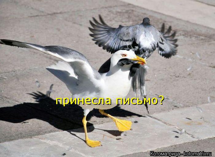 принесла письмо?... Котоматрица: принесла письмо?