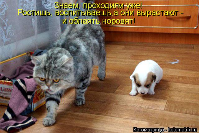 Знаем, проходили уже! Ростишь, воспитываешь,а они вырастают - и облаять норовят!... Котоматрица: Знаем, проходили уже! Ростишь, воспитываешь,а они вырастают - и облаять норовят!