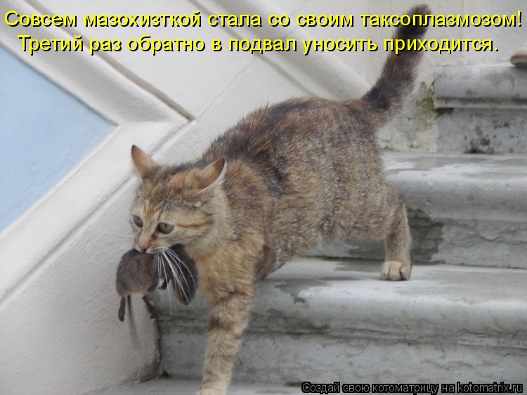 Котоматрица: Совсем мазохизткой стала со своим таксоплазмозом! Третий раз обратно в подвал уносить приходится.