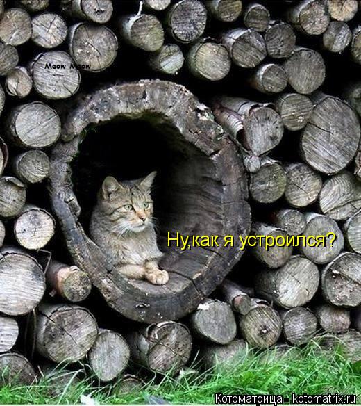 Котоматрица: Ну,как я устроился?