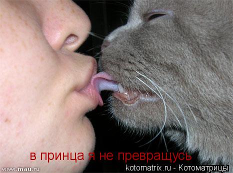 Котоматрица: в принца я не превращусь