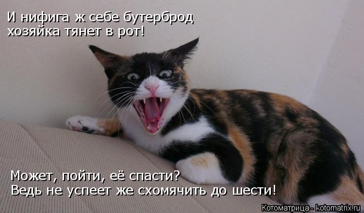 И нифига ж себе бутерброд хозяйка тянет в рот! Может, пойти, её спасти? Ведь не успеет же схомячить д... Котоматрица: И нифига ж себе бутерброд хозяйка тянет в рот! Может, пойти, её спасти? Ведь не успеет же схомячить до шести!