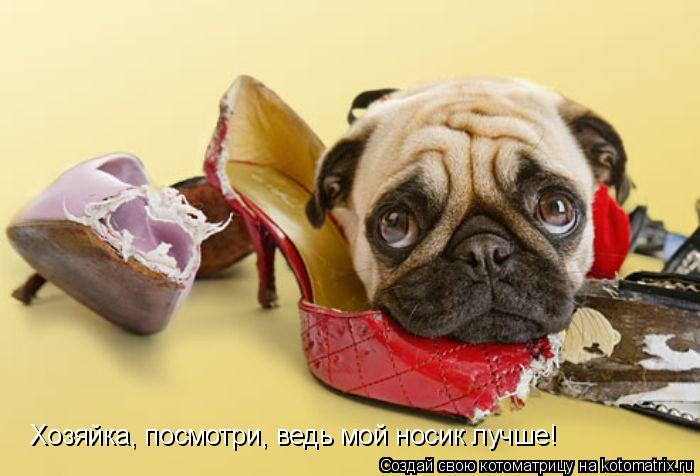 Хозяйка, посмотри, ведь мой носик лучше!... Котоматрица: Хозяйка, посмотри, ведь мой носик лучше!
