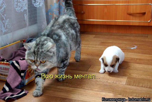 - Всю жизнь мечтал...... Котоматрица: - Всю жизнь мечтал...