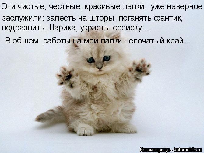 Эти чистые, честные, красивые лапки, уже наверное заслужили: залесть на шторы, поганять фантик, под... Котоматрица: Эти чистые, честные, красивые лапки, уже наверное заслужили: залесть на шторы, поганять фантик, подразнить Шарика, украсть сосиску.... В общ