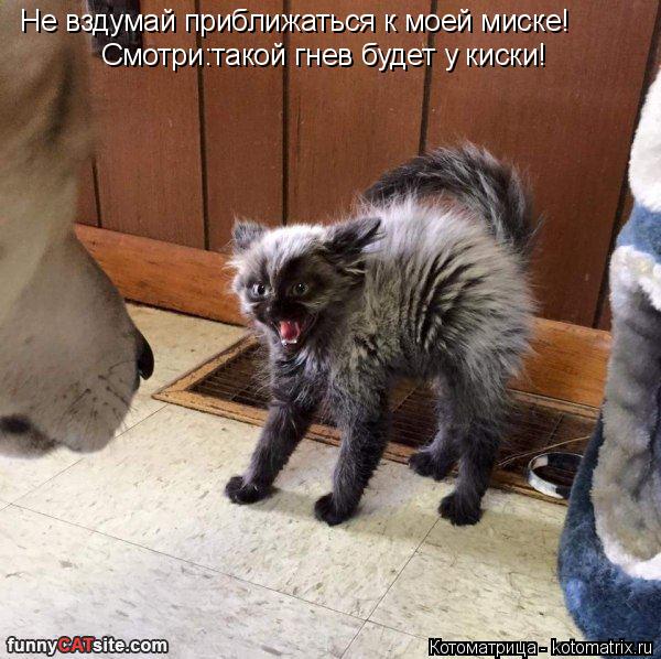 Котоматрица: Не вздумай приближаться к моей миске! Смотри:такой гнев будет у киски!