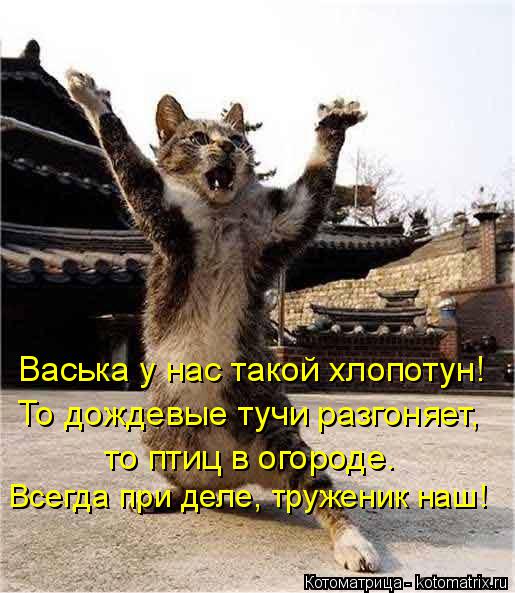 Васька у нас такой хлопотун! То дождевые тучи разгоняет, то птиц в огороде. Всегда при деле, тружени... Котоматрица: Васька у нас такой хлопотун! То дождевые тучи разгоняет, то птиц в огороде. Всегда при деле, труженик наш!