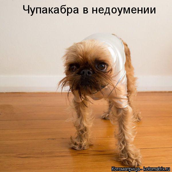 Котоматрица: Чупакабра в недоумении