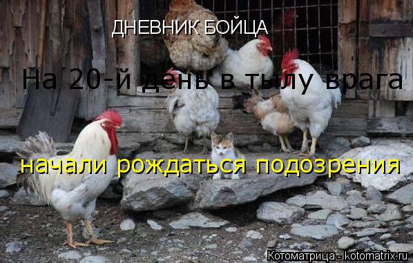 Котоматрица: ДНЕВНИК БОЙЦА На 20-й день в тылу врага начали рождаться подозрения