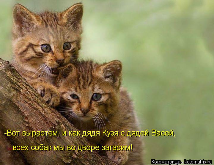 -Вот вырастем, и как дядя Кузя с дядей Васей, всех собак мы во дворе загасим!... Котоматрица: -Вот вырастем, и как дядя Кузя с дядей Васей, всех собак мы во дворе загасим!