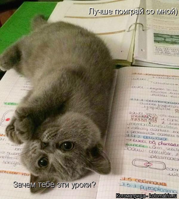 Зачем тебе эти уроки? Лучше поиграй со мной)... Котоматрица: Зачем тебе эти уроки? Лучше поиграй со мной)