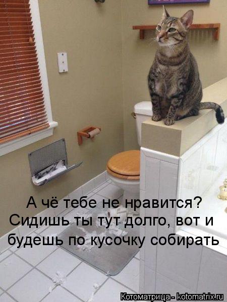 А чё тебе не нравится? Сидишь ты тут долго, вот и будешь по кусочку собирать... Котоматрица: А чё тебе не нравится? Сидишь ты тут долго, вот и будешь по кусочку собирать