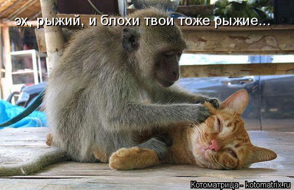 эх, рыжий, и блохи твои тоже рыжие...... Котоматрица: эх, рыжий, и блохи твои тоже рыжие...