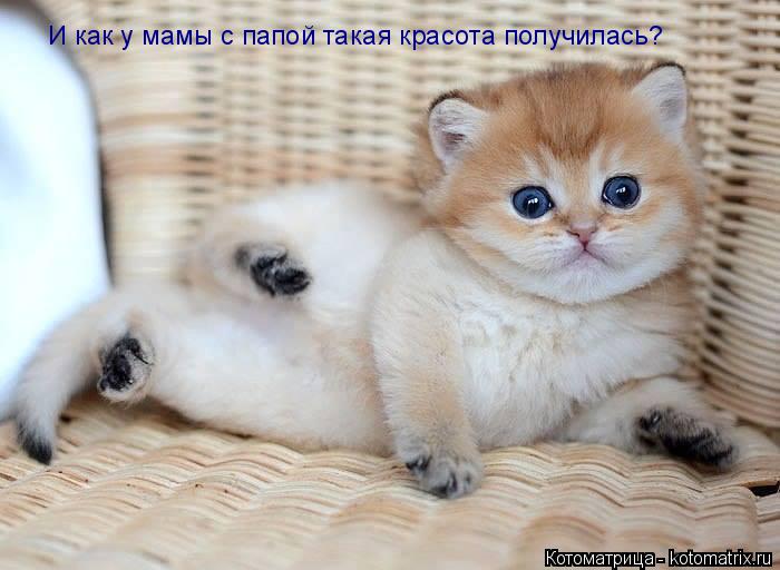 И как у мамы с папой такая красота получилась?... Котоматрица: И как у мамы с папой такая красота получилась?
