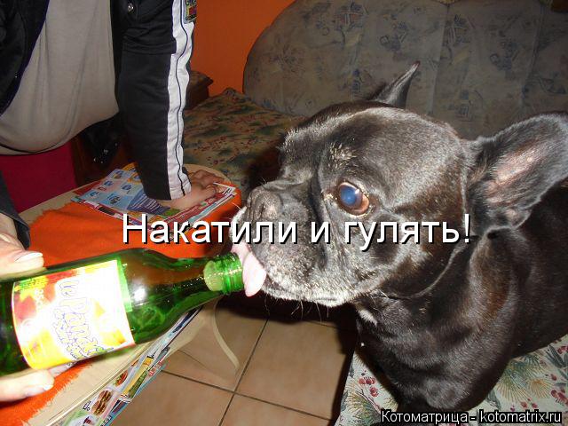 Накатили и гулять!... Котоматрица: Накатили и гулять!
