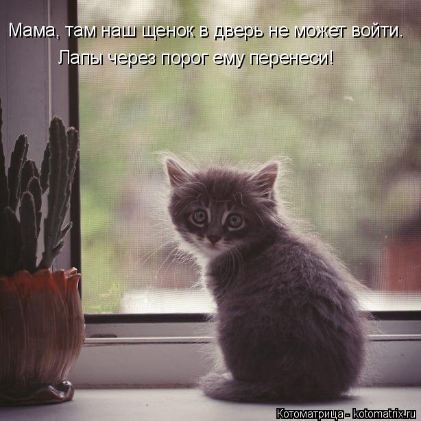 Мама, там наш щенок в дверь не может войти. Лапы через порог ему перенеси!... Котоматрица: Мама, там наш щенок в дверь не может войти. Лапы через порог ему перенеси!