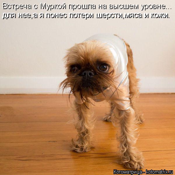 Встреча с Муркой прошла на высшем уровне... для нее,а я понес потери шерсти,мяса и кожи. для нее,а я ... Котоматрица: Встреча с Муркой прошла на высшем уровне... для нее,а я понес потери шерсти,мяса и кожи. для нее,а я понес потери шерсти,мяса и кожи.