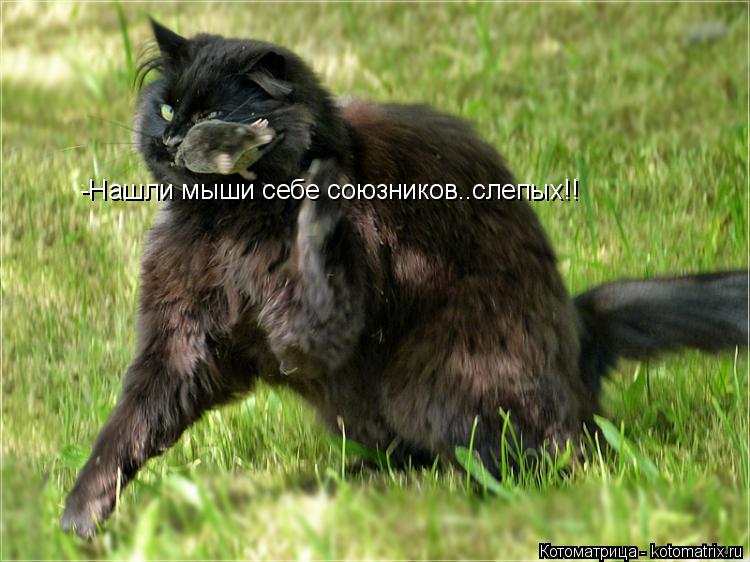 -Нашли мыши себе союзников..слепых!!... Котоматрица: -Нашли мыши себе союзников..слепых!!