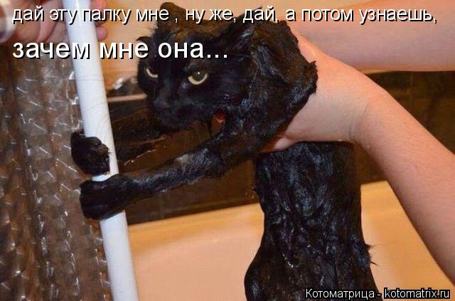 дай эту палку мне , ну же, дай, а потом узнаешь, зачем мне она...... Котоматрица: дай эту палку мне , ну же, дай, а потом узнаешь, зачем мне она...