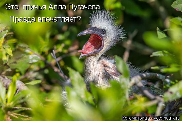 Это птичья Алла Пугачева. Правда впечатляет?... Котоматрица: Это птичья Алла Пугачева. Правда впечатляет?