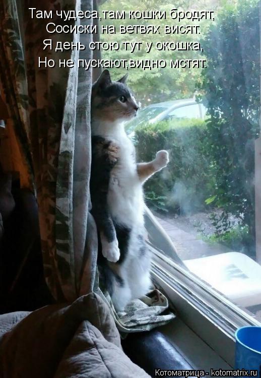 Там чудеса,там кошки бродят, Сосиски на ветвях висят. Я день стою тут у окошка, Но не пускают,видно м... Котоматрица: Там чудеса,там кошки бродят, Сосиски на ветвях висят. Я день стою тут у окошка, Но не пускают,видно мстят.