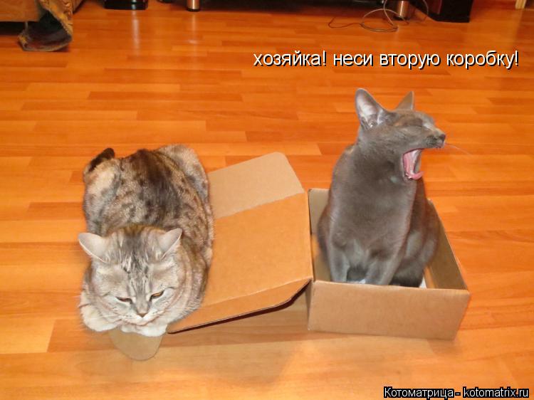хозяйка! неси вторую коробку!... Котоматрица: хозяйка! неси вторую коробку!