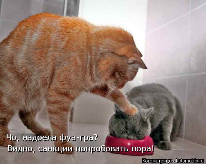 Чо, надоела фуа-гра? Видно, санкции попробовать пора!... Котоматрица: Чо, надоела фуа-гра? Видно, санкции попробовать пора!
