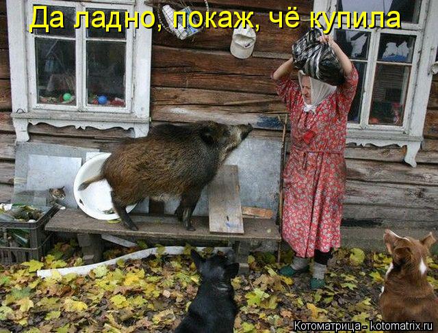 Да ладно, покаж, чё купила... Котоматрица: Да ладно, покаж, чё купила