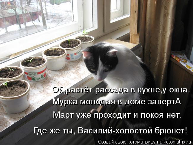 Ой,растёт рассада в кухне,у окна. Мурка молодая в доме запертА Март уже проходит и покоя нет. Где же ... Котоматрица: Ой,растёт рассада в кухне,у окна. Мурка молодая в доме запертА Март уже проходит и покоя нет. Где же ты, Василий-холостой брюнет!