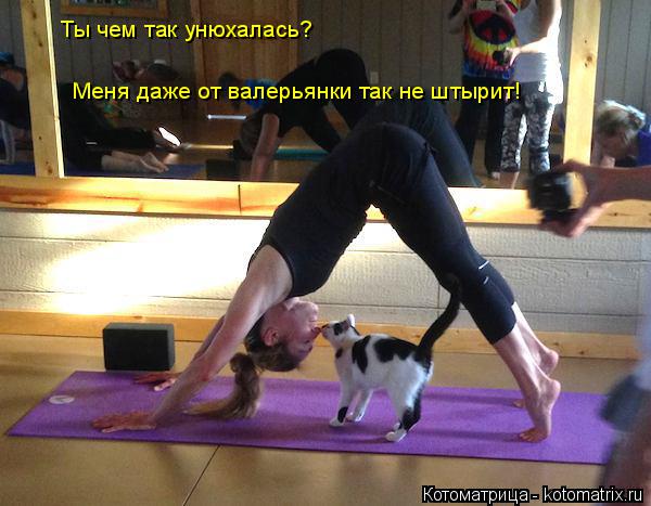 Ты чем так унюхалась? Меня даже от валерьянки так не штырит!... Котоматрица: Ты чем так унюхалась? Меня даже от валерьянки так не штырит!
