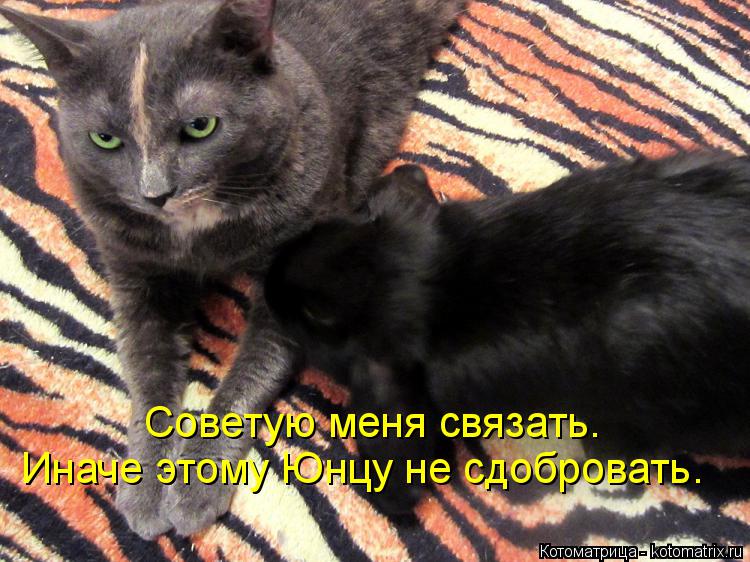 Советую меня связать. Иначе этому Юнцу не сдобровать.... Котоматрица: Советую меня связать. Иначе этому Юнцу не сдобровать.
