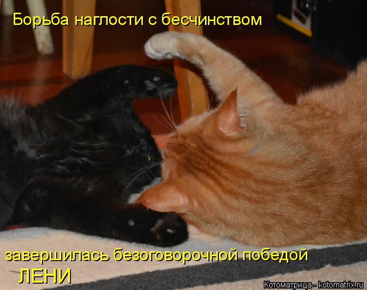 Борьба наглости с бесчинством завершилась безоговорочной победой ЛЕНИ... Котоматрица: Борьба наглости с бесчинством завершилась безоговорочной победой ЛЕНИ