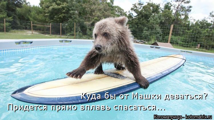 Куда бы от Машки деваться? Придется прямо вплавь спасаться...... Котоматрица: Куда бы от Машки деваться? Придется прямо вплавь спасаться...