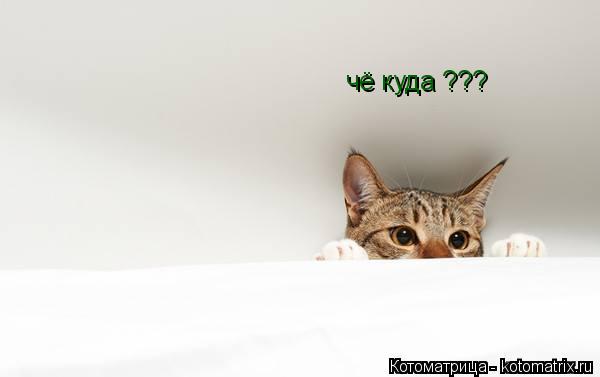 чё куда ???... Котоматрица: чё куда ???